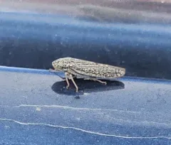Willow Leafhopper thumbnail 4