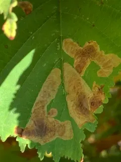 Horse-chestnut Leafminer thumbnail 3
