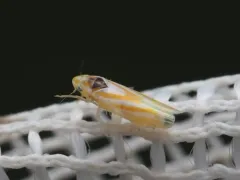 Erythridula noeva thumbnail 3