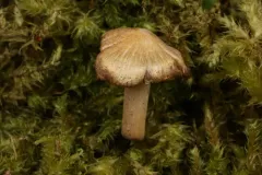 Pseudosperma squamatum thumbnail 2