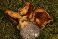 Calonarius caryae thumbnail 2