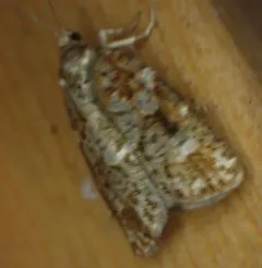 Western Spruce Budworm Moth thumbnail 2