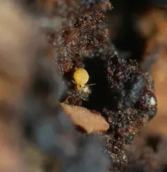 Sminthurinus henshawi thumbnail 2