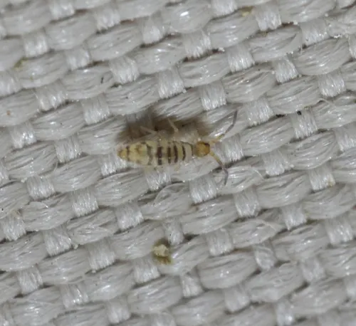 Dimorphic Springtail