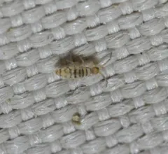 Dimorphic Springtail thumbnail 1