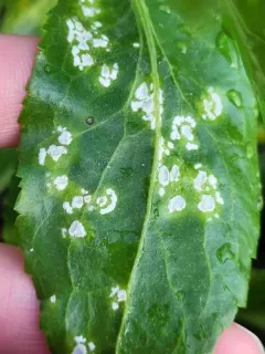 Albugo lepidii thumbnail 2