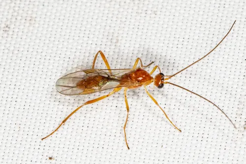 basket-cocoon parasitoid