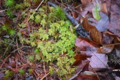 Pale Bog-moss thumbnail 4