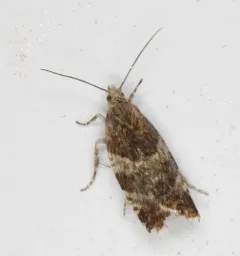 Willow Tortrix Moth thumbnail 4