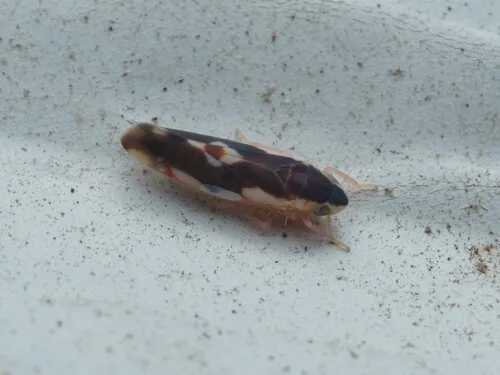 Erythroneura aclys