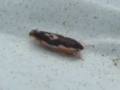 Erythroneura aclys thumbnail 1