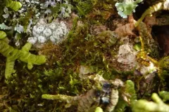 Paul's Super Lichen thumbnail 4