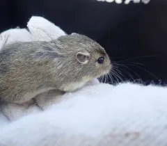 Columbia Plateau Pocket Mouse thumbnail 1