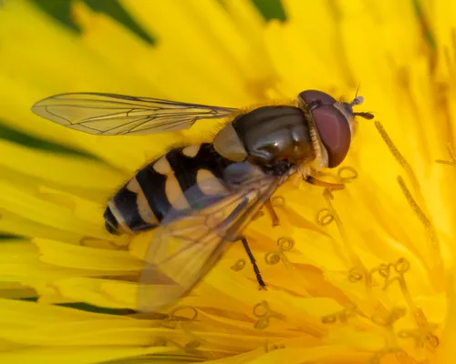 Black-thighed Flower Fly