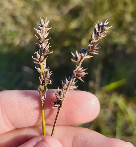 Spiked Sedge