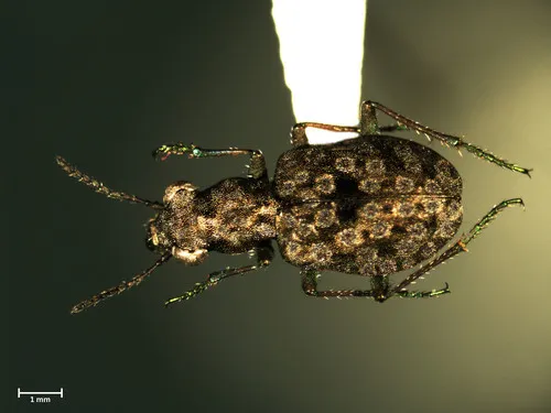 Shore Ground Beetle
