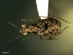 Shore Ground Beetle thumbnail 1
