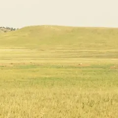 Black-tailed Prairie Dog thumbnail 3