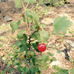 wax currant thumbnail 3