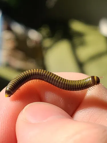 Bumblebee Millipede