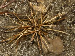 Canada Spikesedge thumbnail 2