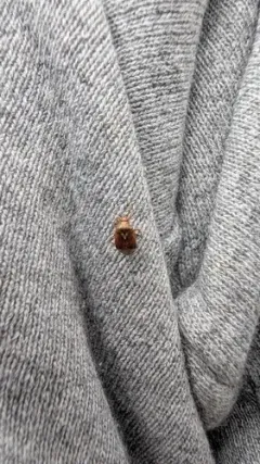 European Tarnished Plant Bug thumbnail 2