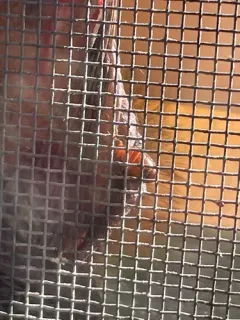 Eastern Bat Bug thumbnail 2