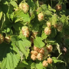common hops thumbnail 3