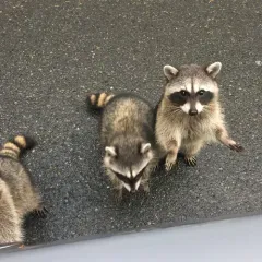 Common Raccoon thumbnail 2