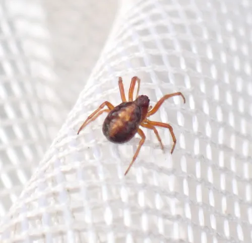 Carmine Orbweaver