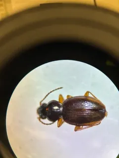 Bembidion muscicola thumbnail 2