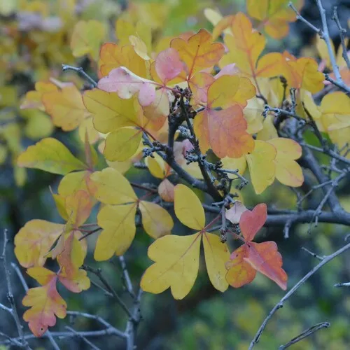Skunkbush Sumac