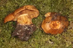 Calonarius elegantiomontanus thumbnail 2