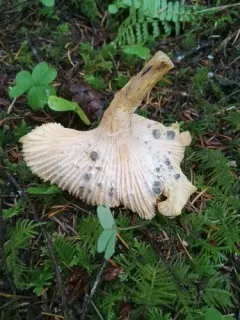 Entoloma parasiticum thumbnail 4