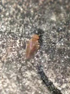 Large-winged Psocid thumbnail 3