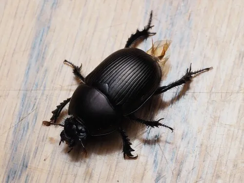 Blackburn's Earth-boring Beetle