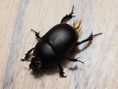 Blackburn's Earth-boring Beetle thumbnail 1