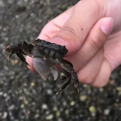 Yellow Shore Crab thumbnail 2