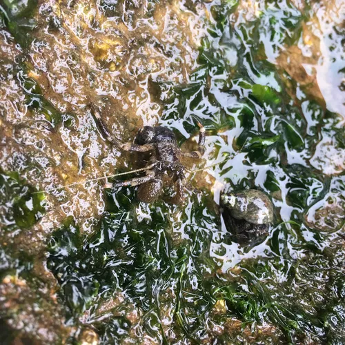 Pacific Hairy Hermit Crab