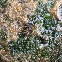 Pacific Hairy Hermit Crab thumbnail 1