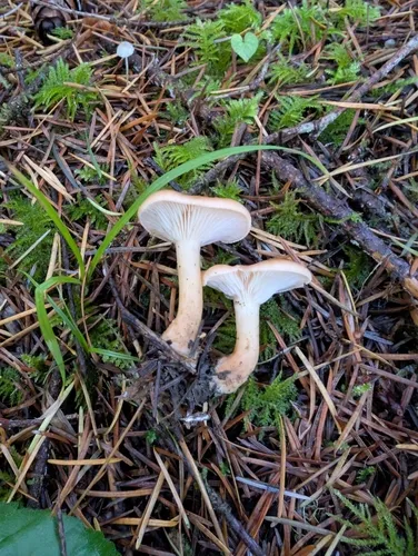 Yellow-stained funnel cap