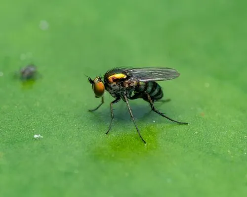 Dolichopus albiciliatus