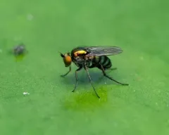 Dolichopus albiciliatus thumbnail 1
