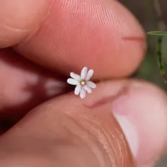 panicled willowherb thumbnail 3