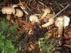 Tricholoma aurantio-olivaceum thumbnail 2