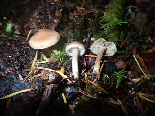 Inocybe lanatopurpurea