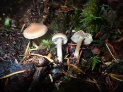 Inocybe lanatopurpurea thumbnail 1