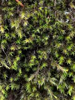 Lawton's Rock Moss thumbnail 1