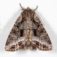 Grand Arches Moth thumbnail 2