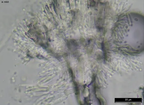 Trichoderma deliquescens